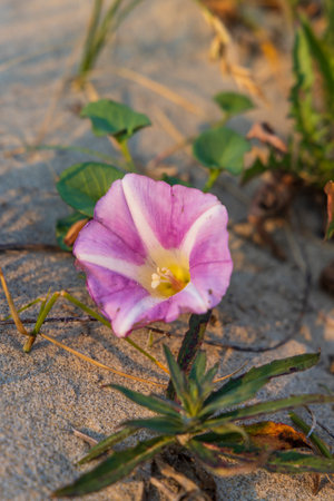 Beach morning (Convolvulus soldanella) flowers in the dunes of the coast of Belgium near Middelkerkeの写真素材