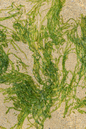 Closeup of algae at the beach