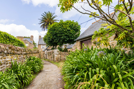 Scenic view of Agapanthus flowers at little island Ile-de-Brehat Cotes-dArmor coast in Brittany...