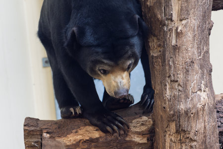Clsoeup of a Malayan bear playing climbing a treeの写真素材