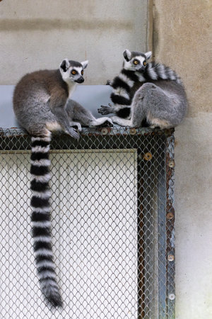 Ring-tailed lemur (Lemur catta) in Zoo of Oradea in Romania. Living in Southern Madagascar.