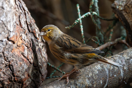 European canary (Serinus serinus) in Zoo of Oradea in Romania