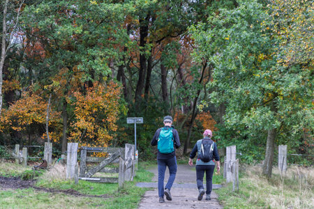 Landscape with two senior hikers walking through the beautiful nature of National park Dwingelerveld in Drenthe in the Netherlandsの写真素材