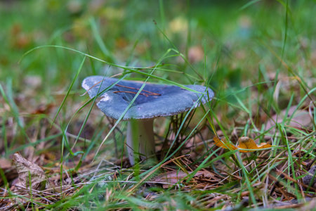 Russula cyanoxantha, commonly known as the charcoal burner or variegated russula with dented and colorful center of the hatの写真素材