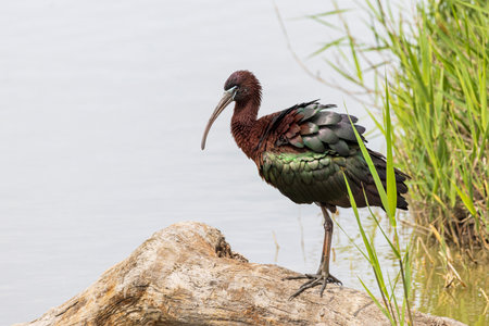 Glossy Ibis (Plegadis falcinellus) in Ornithological park of Pont de Gau in Camargue regional national park in Saintes Maries de la Mer in Franceの写真素材
