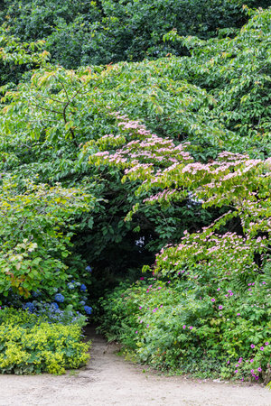 Scenic view of beautiful dogwood (Cornus kousa) tree in botanical garden of Upper Brittany in Le...