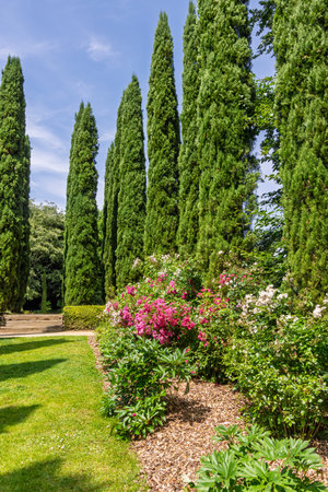 Rows of cypress ( Cupressus genus) in beautiful Botanical garden of Upper Brittany in Le Chatellier in Franceの写真素材