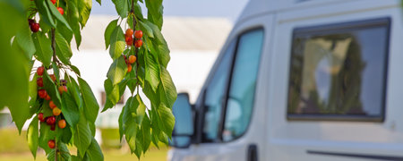 Camper van at campsite between delicious sweet red cherry fruitsの写真素材