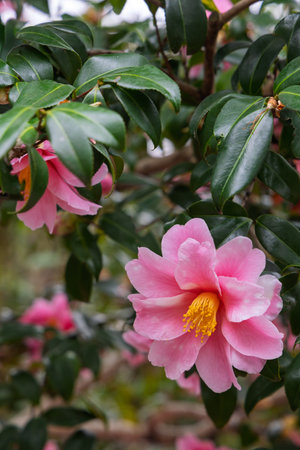 Pink Camillia Japonica also called Japanese Camillia or Common Camillia flower in full bloomの写真素材