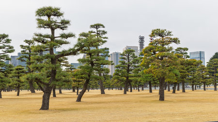 Cityscape with group of Japanese black pines in park Kokyo in Tokyo in Japanの写真素材