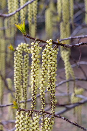 Blooming Stachyurus praecox in Shinjuku Gyoen National Botanical Garden in Sendagaya district,...