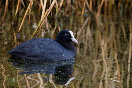 Portrait of a Eurasian coot (Fulica atra ) swimming and reflected in water.の写真素材