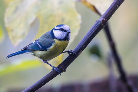 Portrait of a blue tit (cyanistes caeruleus) pereched on branch of treeの写真素材