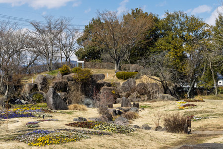 Dry floral garden with colorful viola flowers in early spring in Obuse, Nagano region in Japanの写真素材
