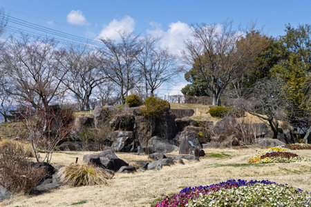 Dry floral garden with colorful viola flowers in early spring in Obuse, Nagano region in Japanの写真素材