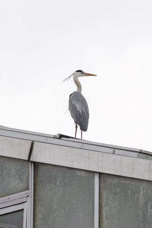 Grey heron (Ardea cinerea) on roof of greenhouse in Kyoto, Japanの写真素材