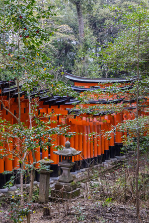 Scenic view of Torii gate walk up on the hill at Fushimi Inari Taisha, ultimate torii gate experience, in Kyoto, Japanの写真素材