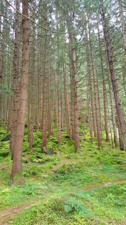 tall forest tree in Austria with green backgroundの写真素材