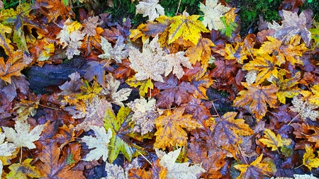 fallen leafs on the ground in the forest at autumn in an Austrian forestの写真素材