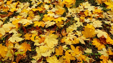 fallen leafs on the ground in the forest at autumn in an Austrian forestの写真素材