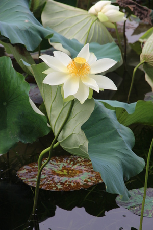 water lili with tall stalk white Petals and yellow crownの写真素材
