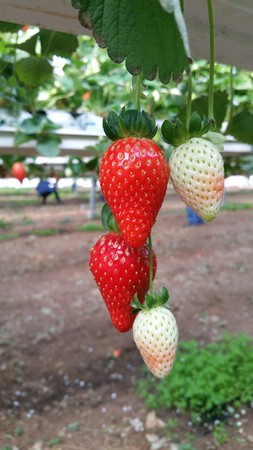 Red fresh strawberries in the field tastyの写真素材