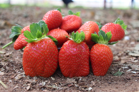 Red fresh strawberries in the field tastyの写真素材