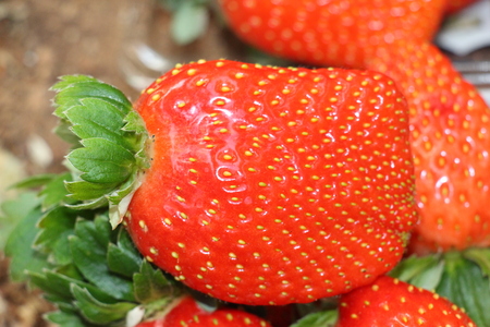 Red fresh strawberries in the field tastyの写真素材