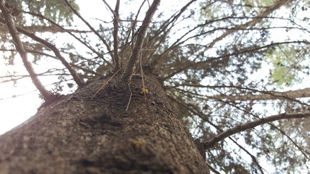 unique view on a trunk of a pine tree lots of branches up lookingの写真素材