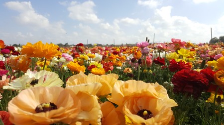 flowers in a field on a sunny day with clear sky and room for textの写真素材