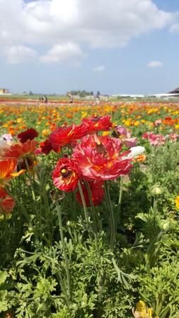 summer flower in a filed on a sunny day