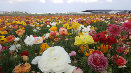 summer flower in a filed on a sunny dayの写真素材