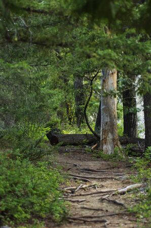 Pathway through trees