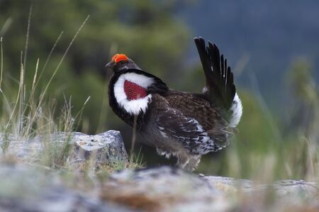 Male Blue Grouse displaying for hen while standing on rockの写真素材