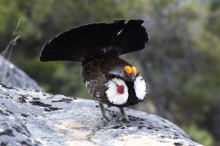 Male Blue Grouse displaying for hen while standing on rockの写真素材