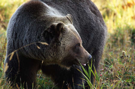 male Grizzly Bear walking through mountain meadow.