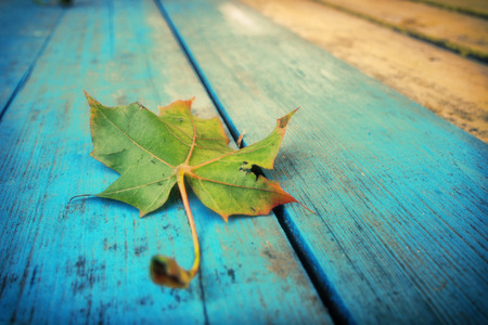The maple leaf lying on old boards