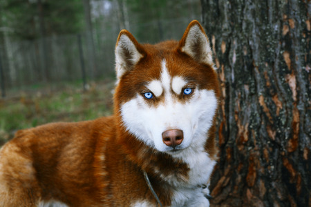 Red Husky - Dog with blue eyes.の写真素材