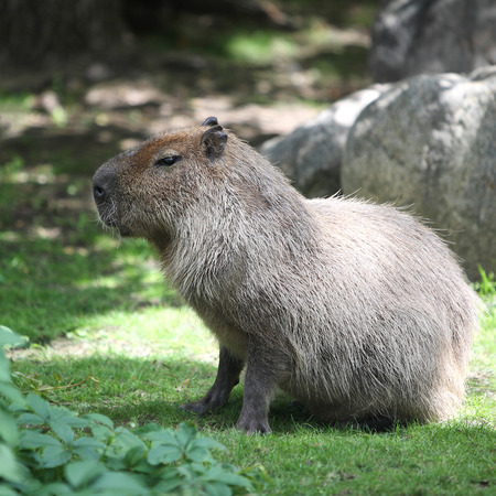 Animals - Huge Capybara against the background of the nature.