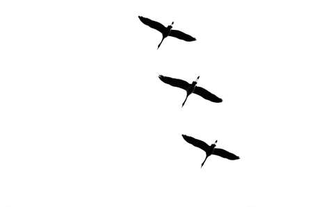 CRANES IN THE SKY