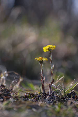 WILD FLOWERS SPRING - COLTSFOOTの写真素材