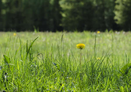 DANDELIONS IN THE MEADOW. Dandelions growing in the meadow by the forestの写真素材