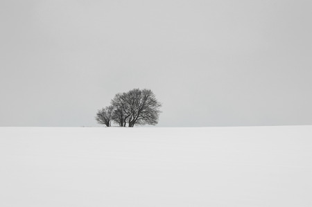 WINTER ON THE FIELD. Lonely tree on a snowy fieldの写真素材