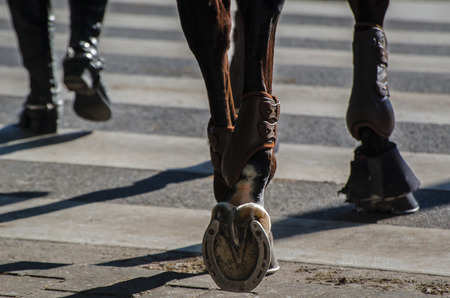 HORSESHOE, hooves, LEGS. Horseman leads the horse by the pedestrian crossing in the cityの写真素材