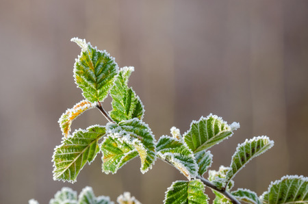 FROST ON THE LEAVESの写真素材