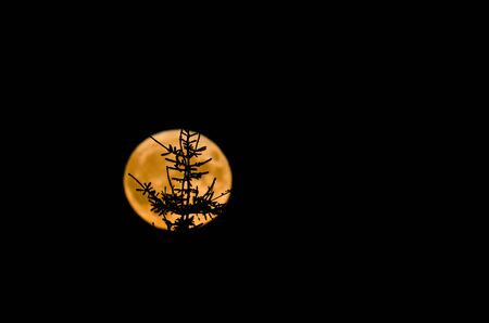 MOONLIT NIGHT