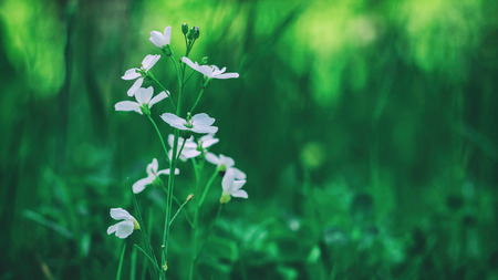 MEADOW IN SPRINGの写真素材