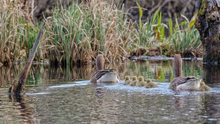 WILD GEESE - Family of birds walking with chicksの写真素材