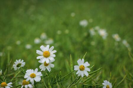 CAMOMILE - White delicate flowers in the meadowの写真素材