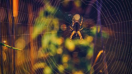 SPIDER - Autumn meadow in the morningの写真素材